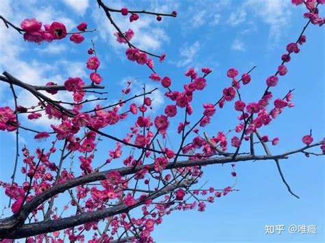 梅花风水|梅花的象征意义是什么 梅花的风水